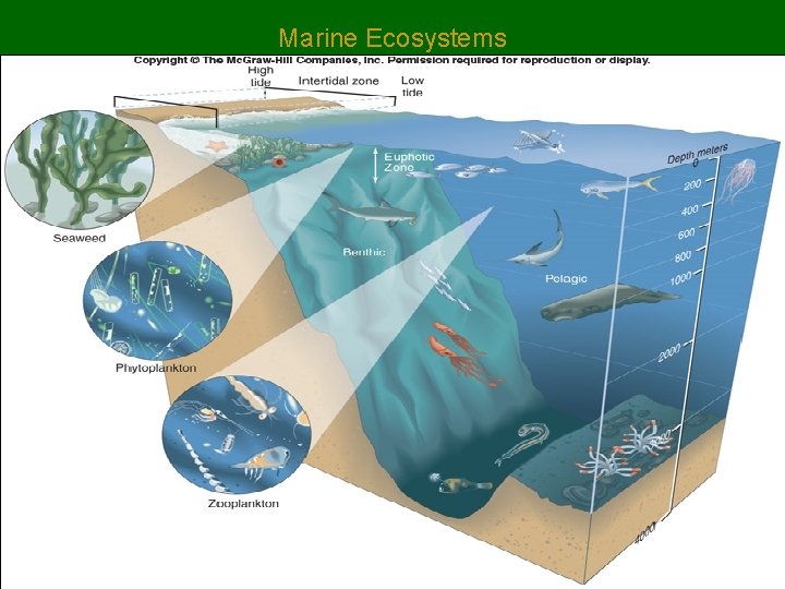 Marine Ecosystems 