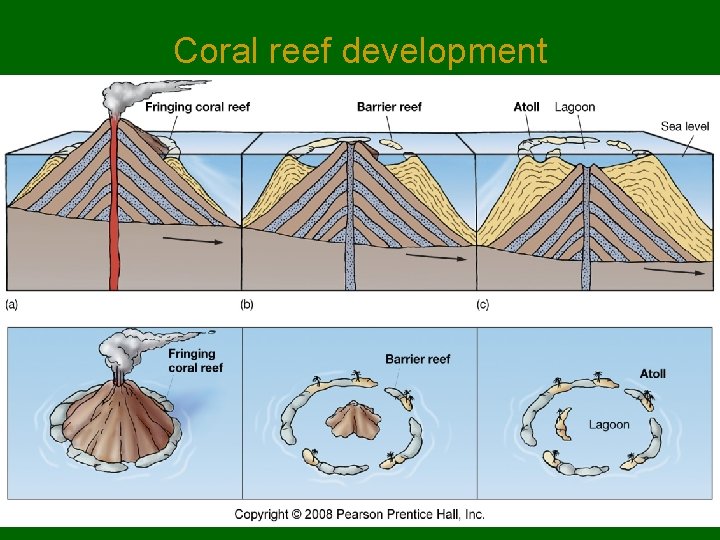 Coral reef development 
