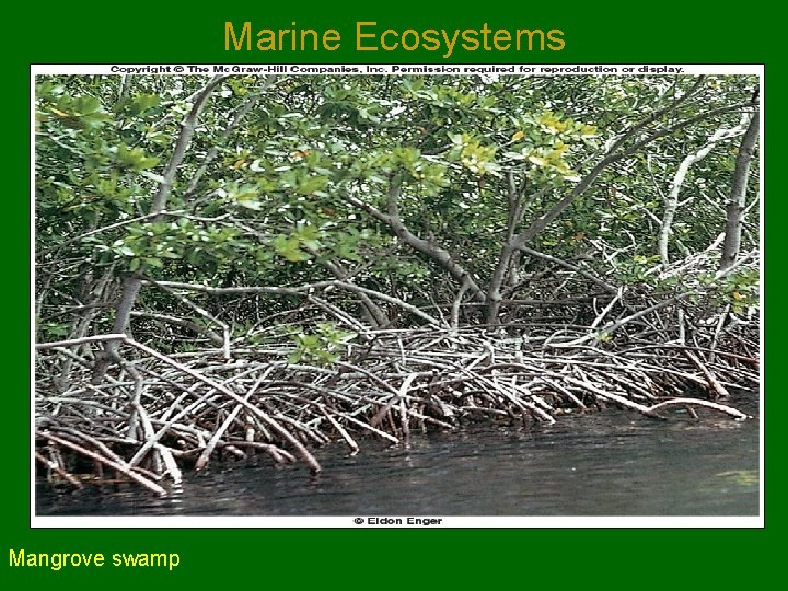 Marine Ecosystems Mangrove swamp 