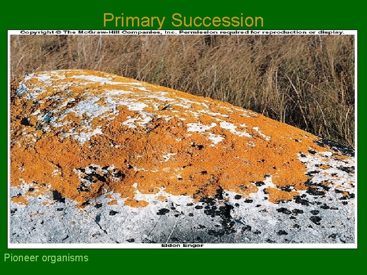 Primary Succession Pioneer organisms 