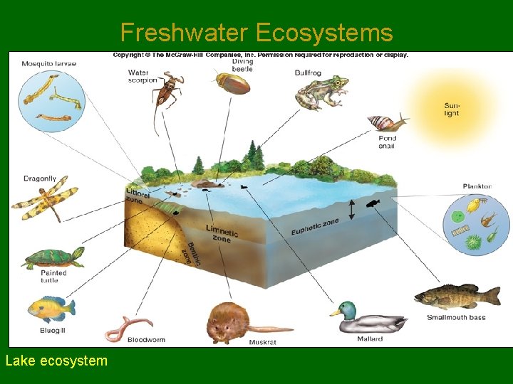 Freshwater Ecosystems Lake ecosystem 