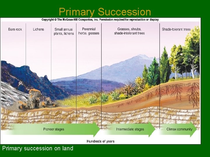 Primary Succession Primary succession on land 