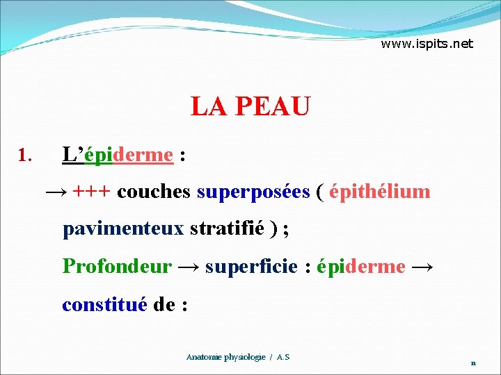 www. ispits. net LA PEAU 1. L’épiderme : → +++ couches superposées ( épithélium