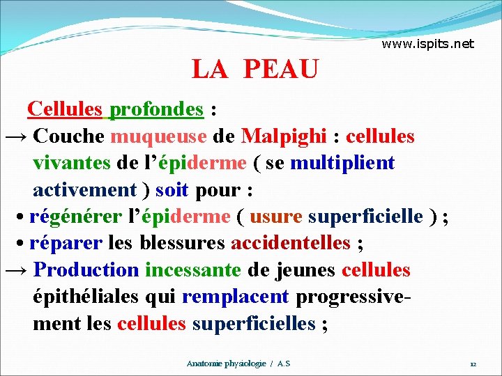 www. ispits. net LA PEAU Cellules profondes : → Couche muqueuse de Malpighi :