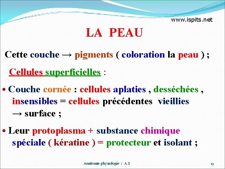 www. ispits. net LA PEAU Cette couche → pigments ( coloration la peau )