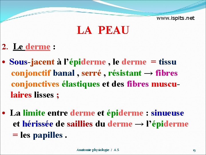 www. ispits. net LA PEAU 2. Le derme : • Sous-jacent à l’épiderme ,