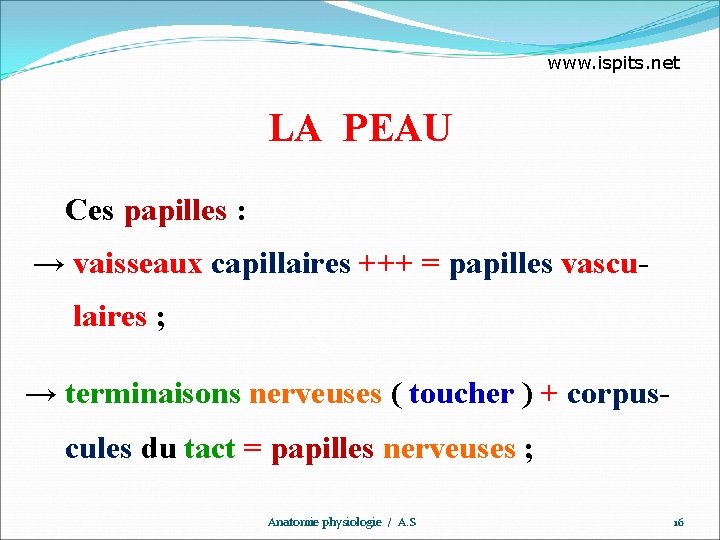 www. ispits. net LA PEAU Ces papilles : → vaisseaux capillaires +++ = papilles