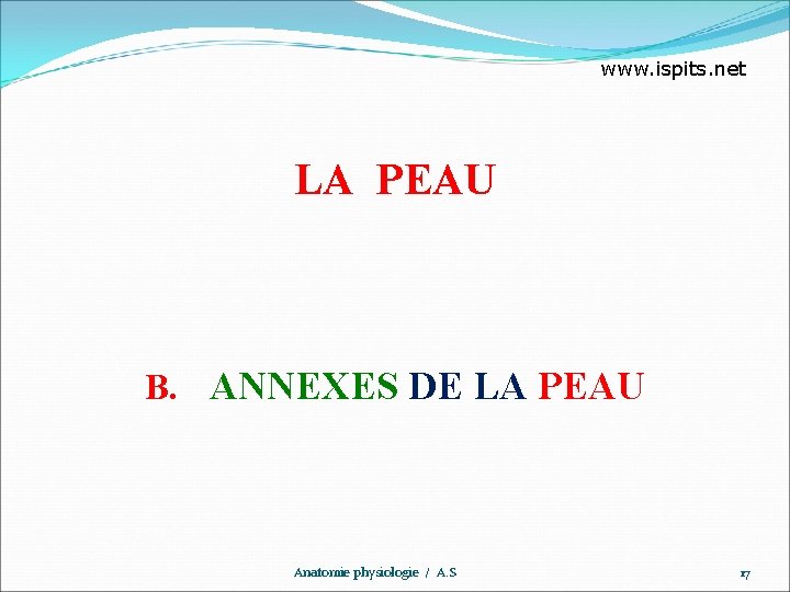 www. ispits. net LA PEAU B. ANNEXES DE LA PEAU Anatomie physiologie / A.
