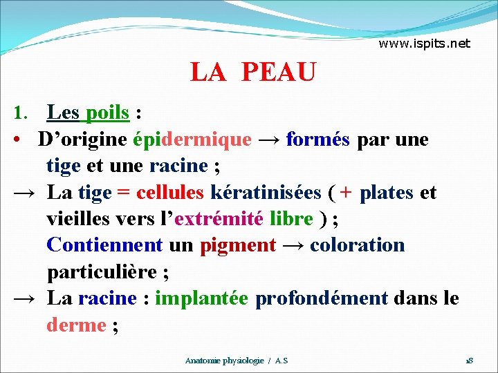 www. ispits. net LA PEAU 1. Les poils : • D’origine épidermique → formés