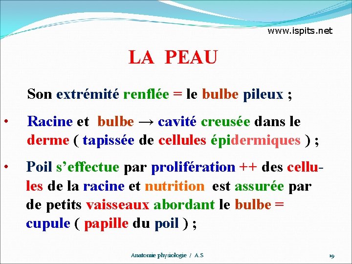 www. ispits. net LA PEAU Son extrémité renflée = le bulbe pileux ; •