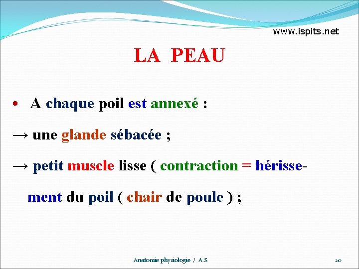 www. ispits. net LA PEAU • A chaque poil est annexé : → une