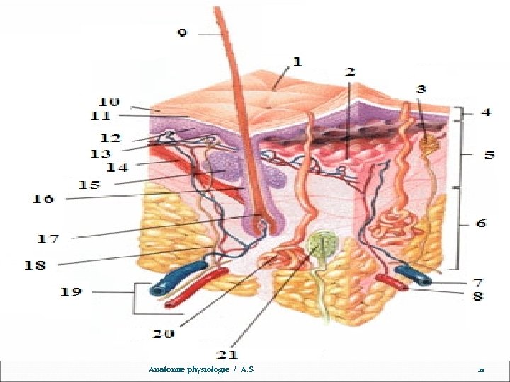 www. ispits. net Anatomie physiologie / A. S 21 