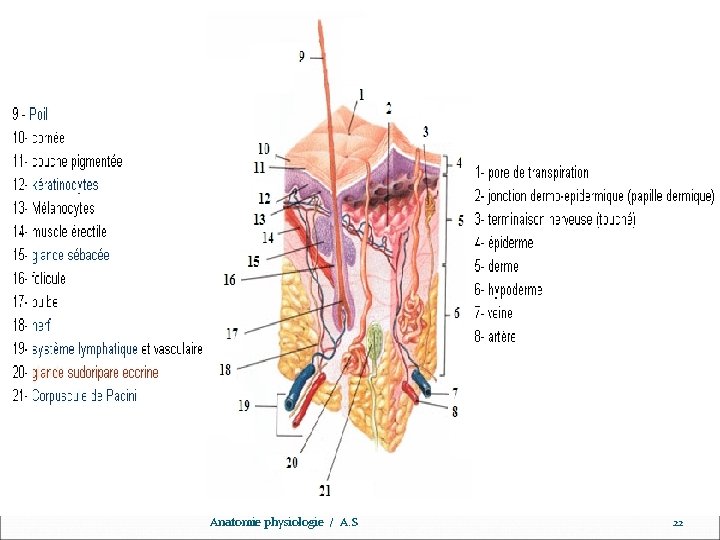 www. ispits. net Anatomie physiologie / A. S 22 