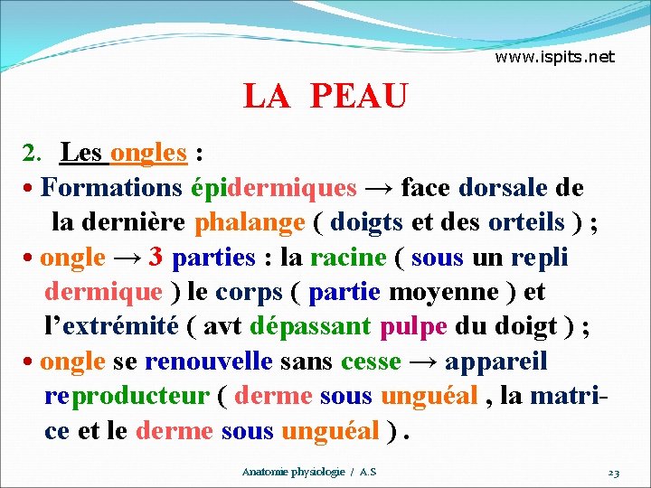 www. ispits. net LA PEAU 2. Les ongles : • Formations épidermiques → face