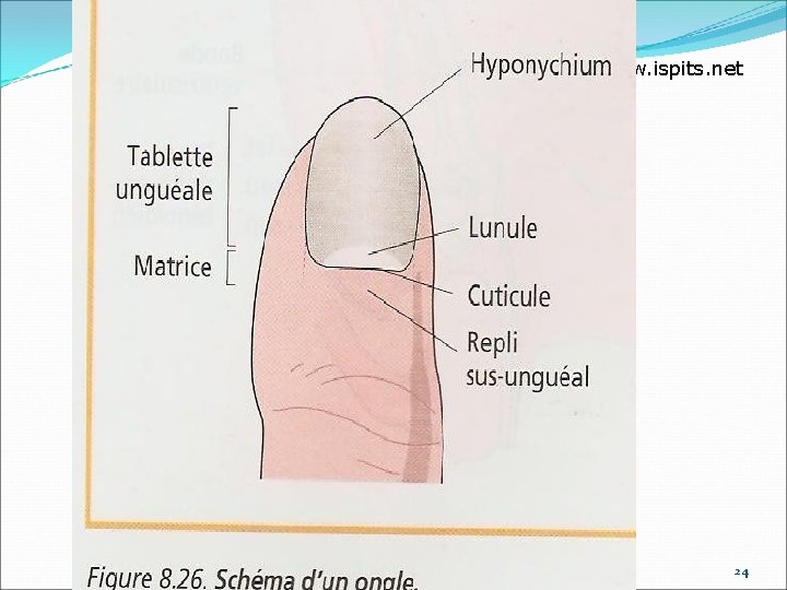 www. ispits. net Anatomie physiologie / A. S 24 