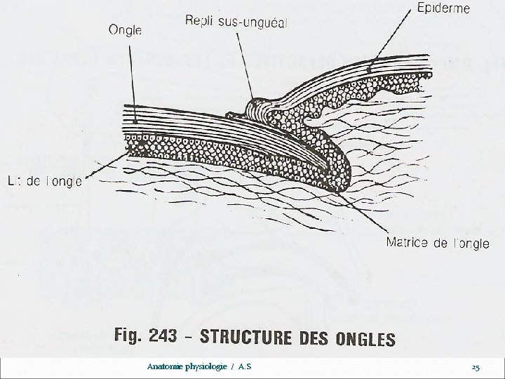 www. ispits. net Anatomie physiologie / A. S 25 