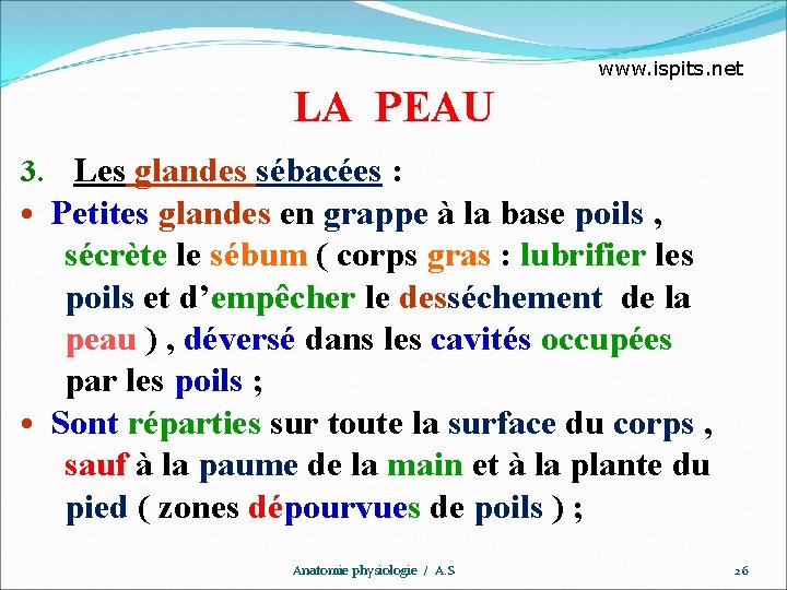 www. ispits. net LA PEAU 3. Les glandes sébacées : • Petites glandes en