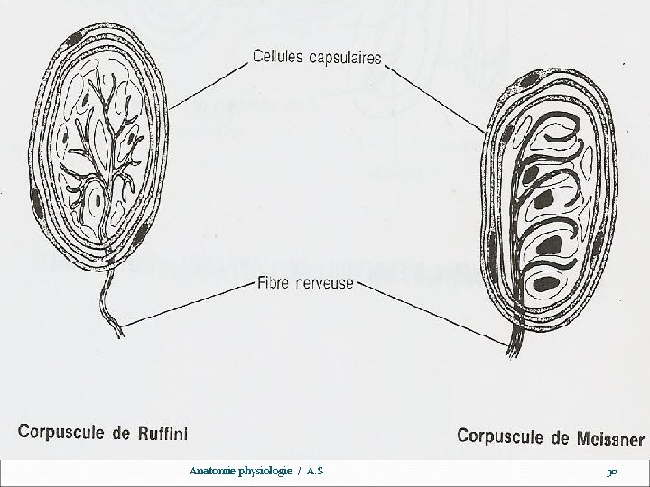 www. ispits. net Anatomie physiologie / A. S 30 