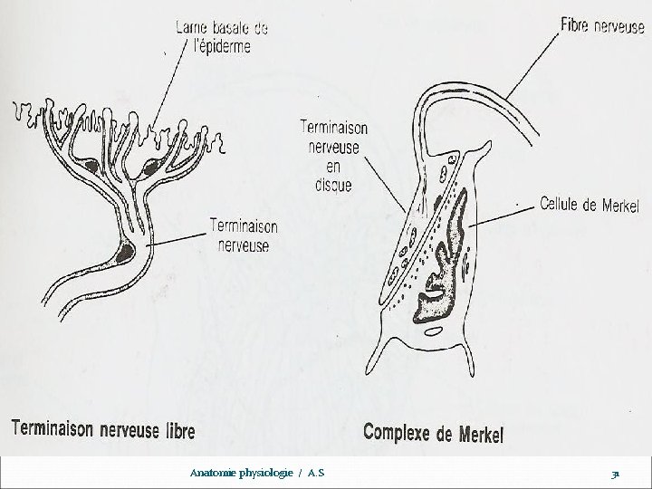 www. ispits. net Anatomie physiologie / A. S 31 