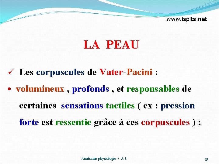 www. ispits. net LA PEAU ü Les corpuscules de Vater-Pacini : • volumineux ,