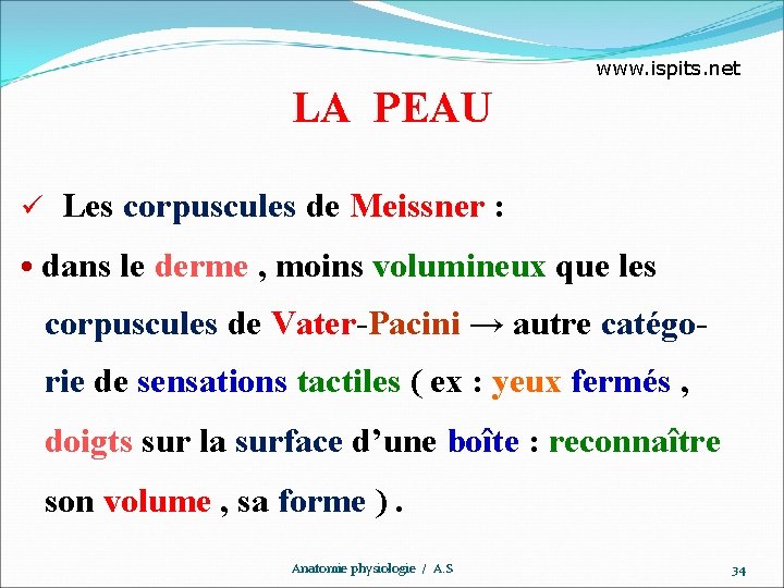 www. ispits. net LA PEAU ü Les corpuscules de Meissner : • dans le