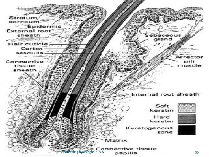 www. ispits. net Anatomie physiologie / A. S 39 