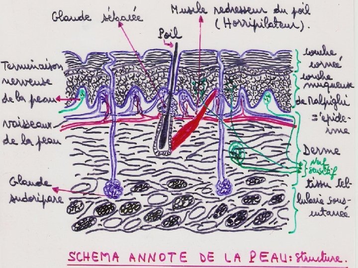 www. ispits. net Anatomie physiologie / A. S 44 