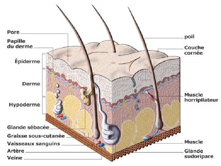 www. ispits. net LA PEAU III. SCHEMA ANNOTE DE LA PEAU : Anatomie physiologie