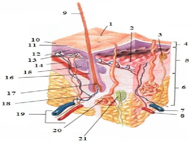 www. ispits. net Anatomie physiologie / A. S 47 