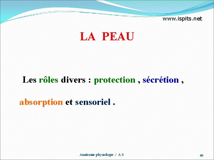 www. ispits. net LA PEAU Les rôles divers : protection , sécrétion , absorption