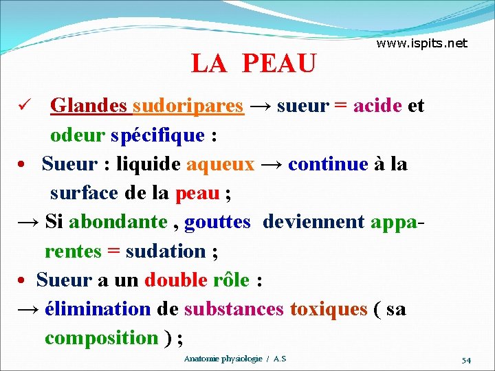 LA PEAU www. ispits. net Glandes sudoripares → sueur = acide et odeur spécifique