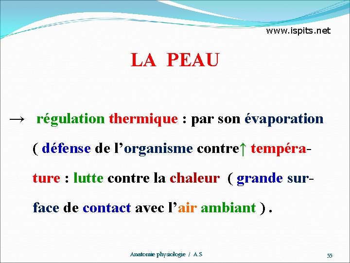 www. ispits. net LA PEAU → régulation thermique : par son évaporation ( défense