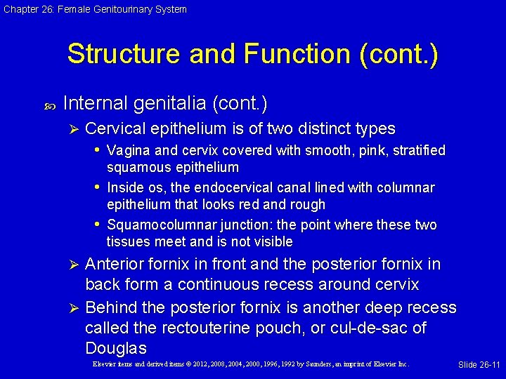 Chapter 26: Female Genitourinary System Structure and Function (cont. ) Internal genitalia (cont. )