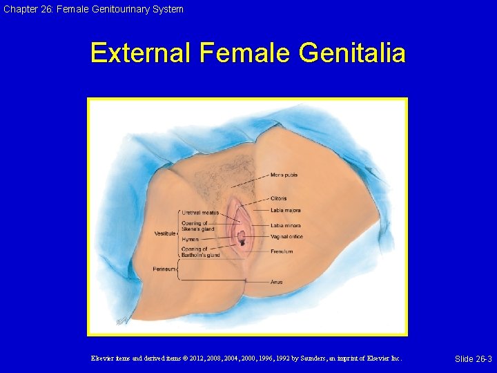 Chapter 26: Female Genitourinary System External Female Genitalia Elsevier items and derived items ©