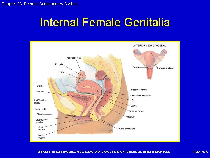 Chapter 26: Female Genitourinary System Internal Female Genitalia Elsevier items and derived items ©