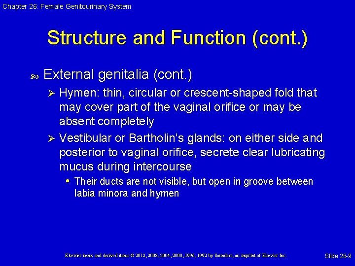 Chapter 26: Female Genitourinary System Structure and Function (cont. ) External genitalia (cont. )