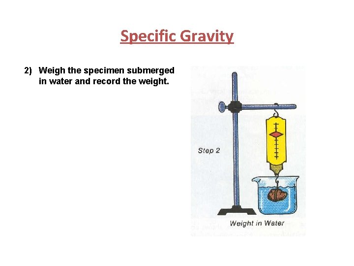 Specific Gravity 2) Weigh the specimen submerged in water and record the weight. 