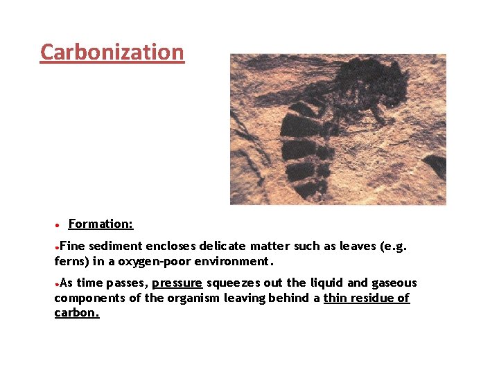 Carbonization ● Formation: ●Fine sediment encloses delicate matter such as leaves (e. g. ferns)