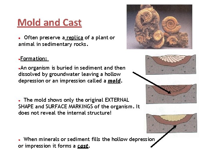 Mold and Cast Often preserve a replica of a plant or animal in sedimentary