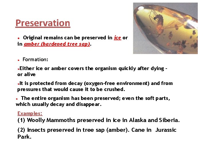 Preservation Original remains can be preserved in ice or in amber (hardened tree sap).