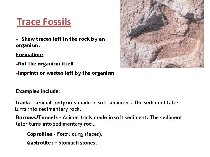 Trace Fossils Show traces left in the rock by an organism. ● Formation: ●Not