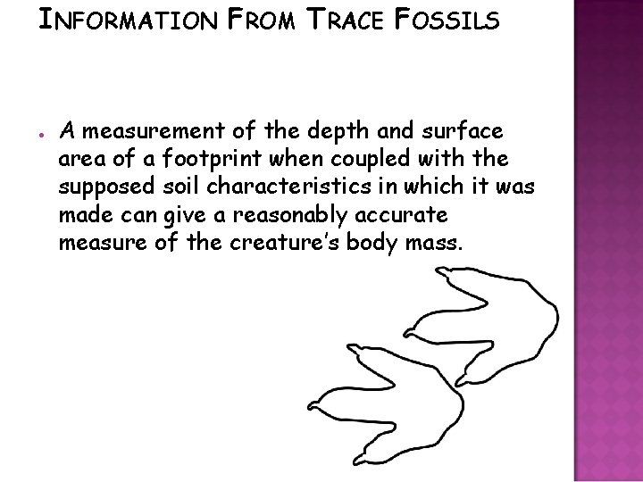 INFORMATION FROM TRACE FOSSILS ● A measurement of the depth and surface area of