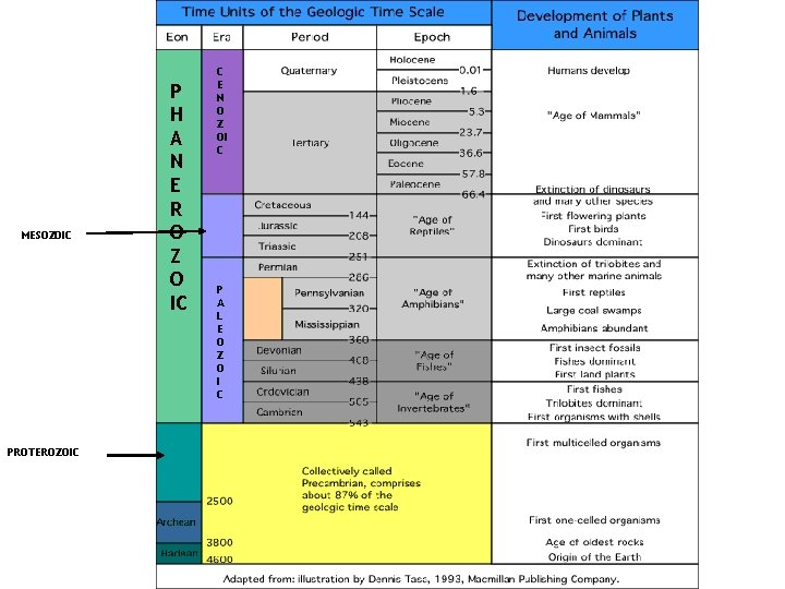 MESOZOIC PROTEROZOIC P H A N E R O Z O IC C E