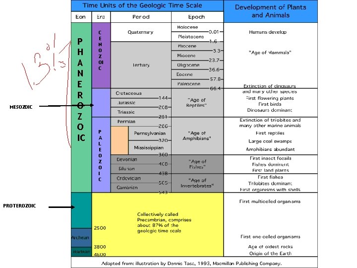 MESOZOIC PROTEROZOIC P H A N E R O Z O IC C E