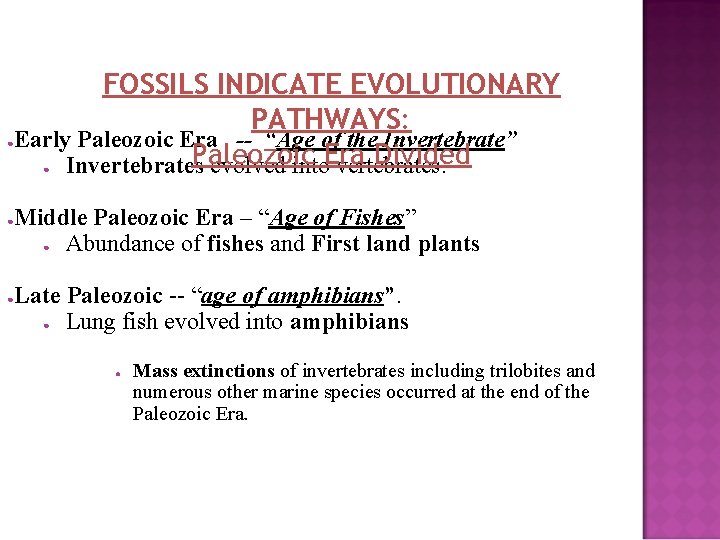 ● FOSSILS INDICATE EVOLUTIONARY PATHWAYS: Early Paleozoic Era -- “Age of the Invertebrate” Paleozoic