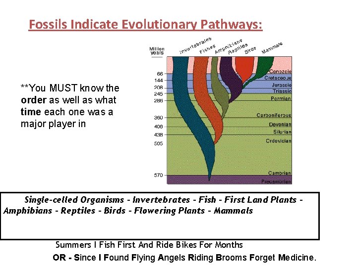 Fossils Indicate Evolutionary Pathways: **You MUST know the order as well as what time