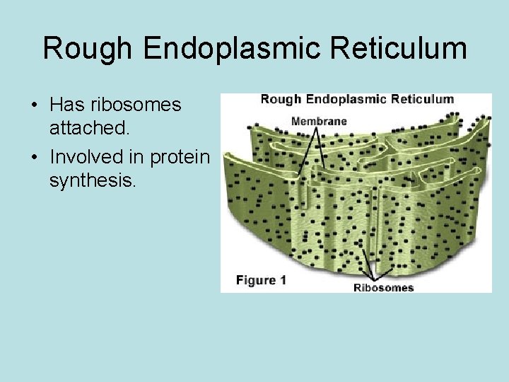 Cell Biology MCAS Review Cell Theory 1 All