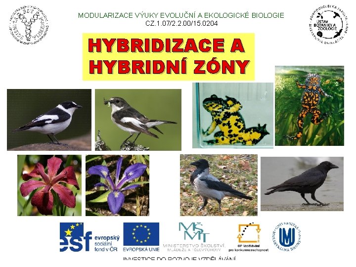  MODULARIZACE VÝUKY EVOLUČNÍ A EKOLOGICKÉ BIOLOGIE CZ. 1. 07/2. 2. 00/15. 0204 HYBRIDIZACE