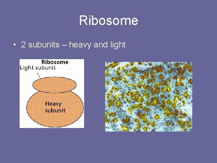 Ribosome • 2 subunits – heavy and light 