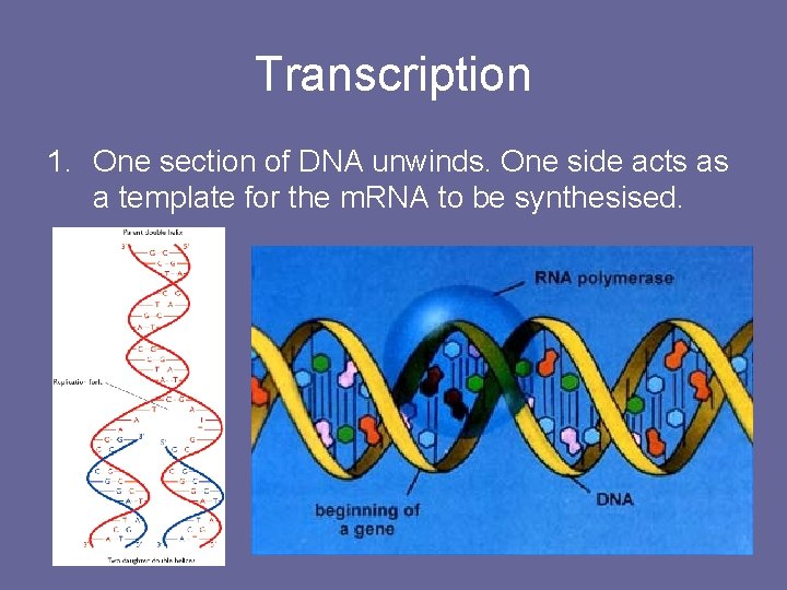 Transcription 1. One section of DNA unwinds. One side acts as a template for